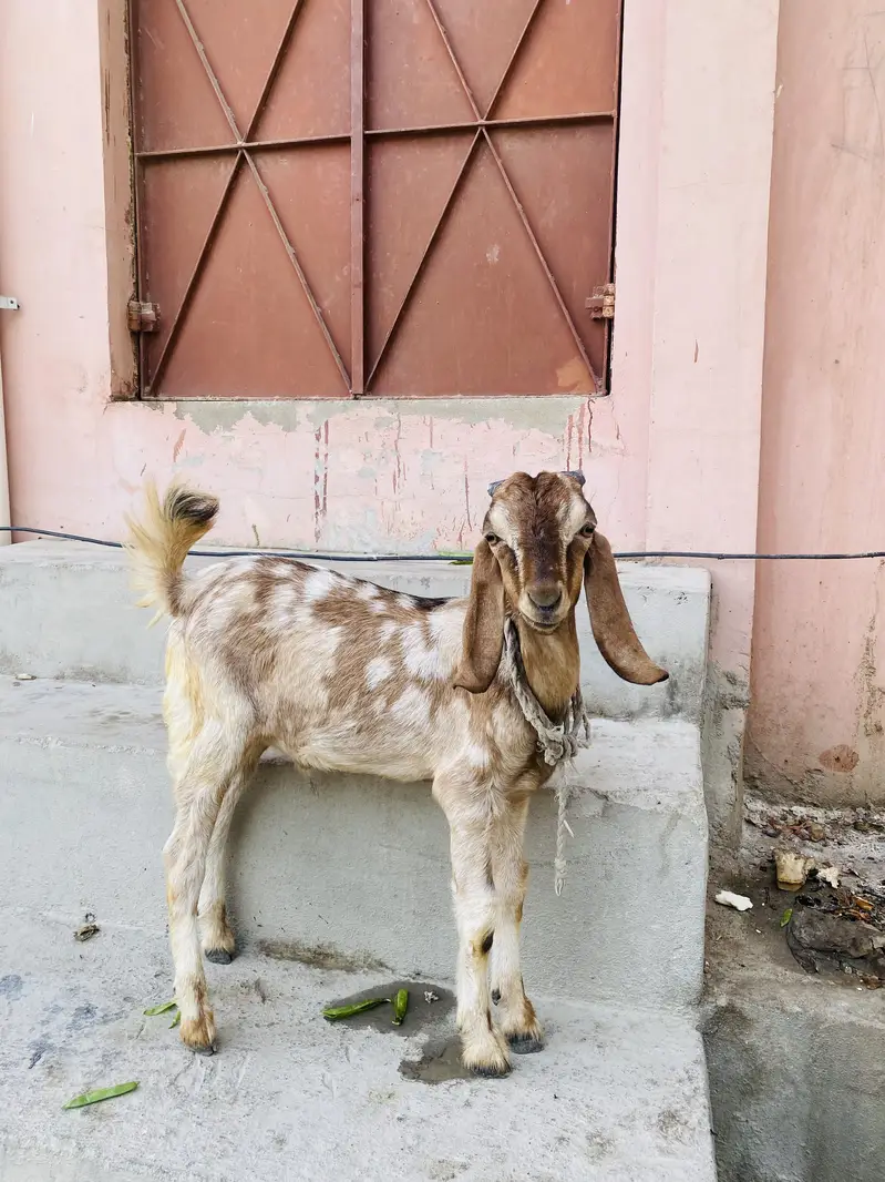 Goats — photo 2