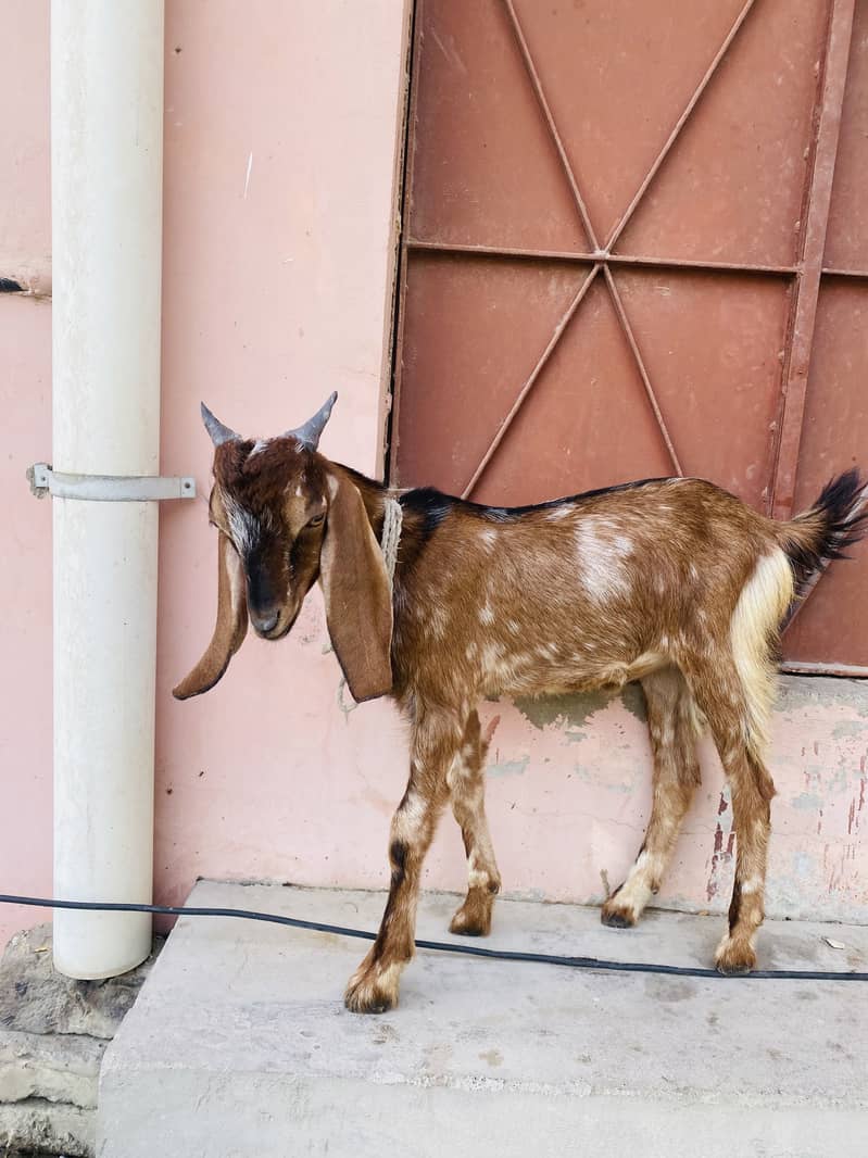 Goats 2
