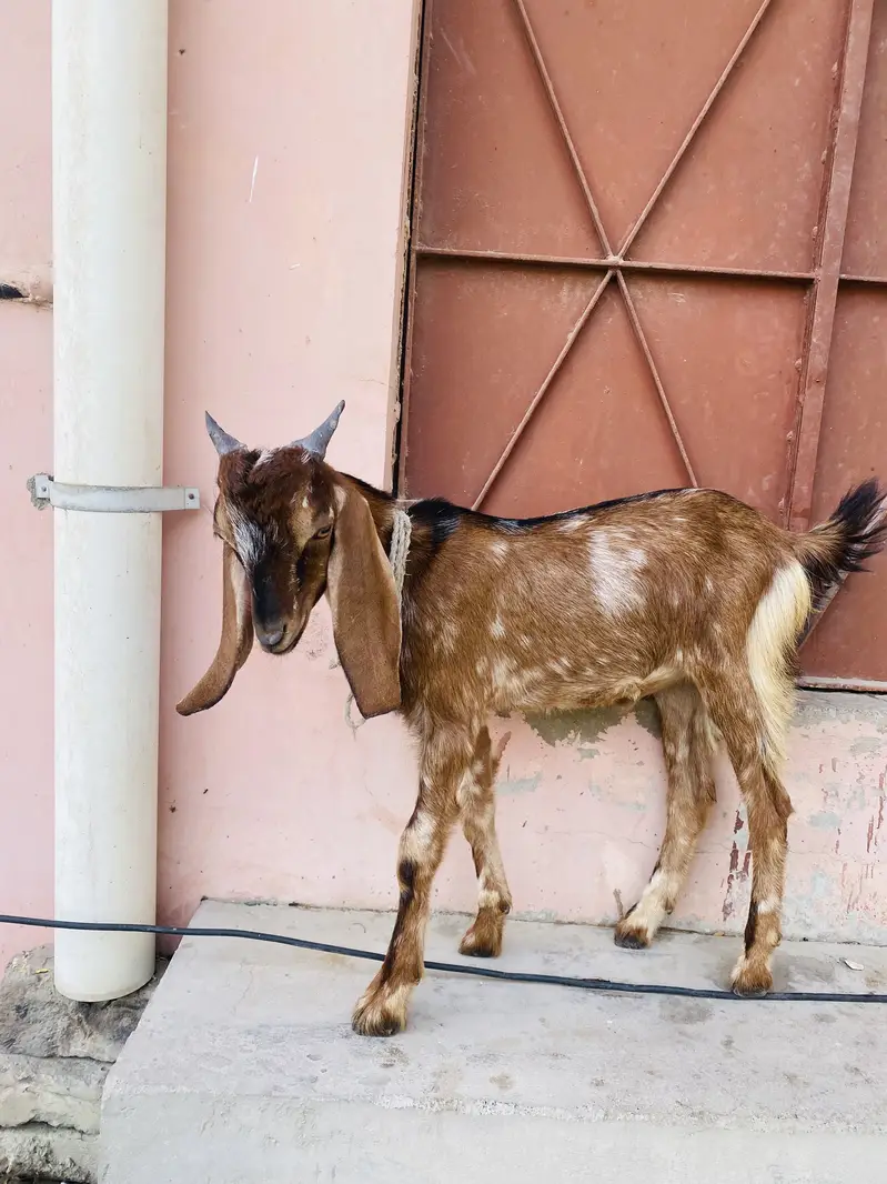 Goats — photo 3