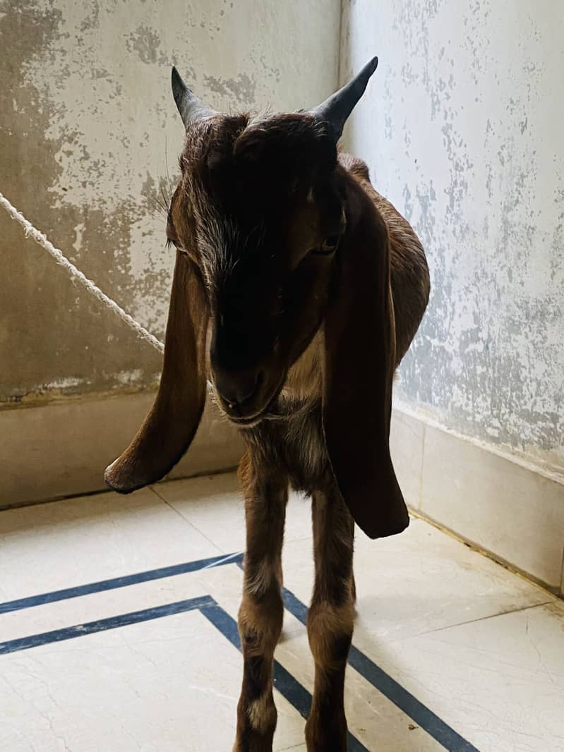 Goats 3