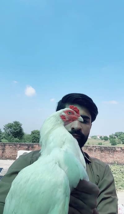 Paper white heera male