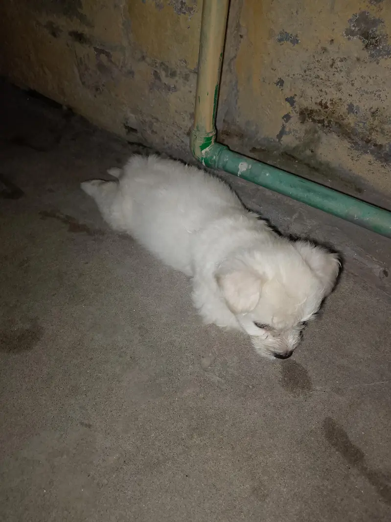 Poodle Puppies — photo 2