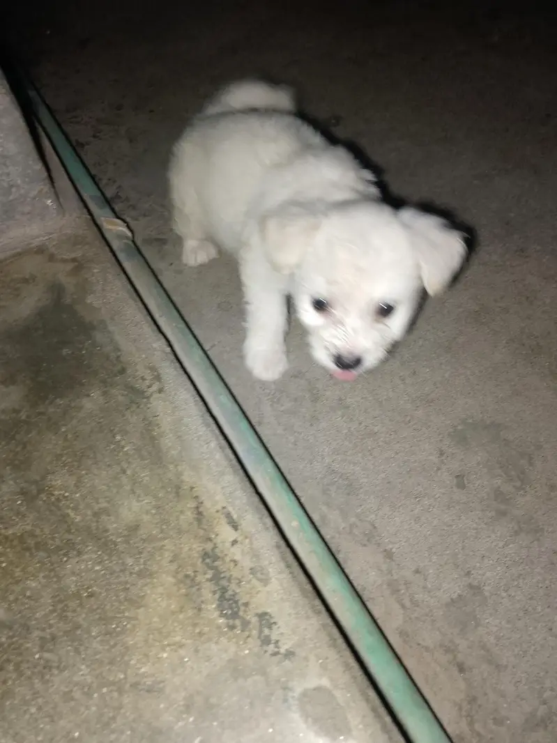 Poodle Puppies — photo 3