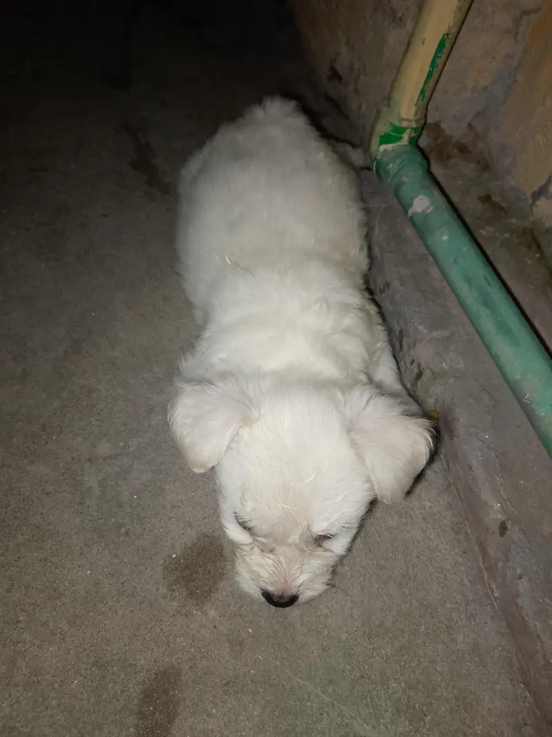 Poodle Puppies — photo 4