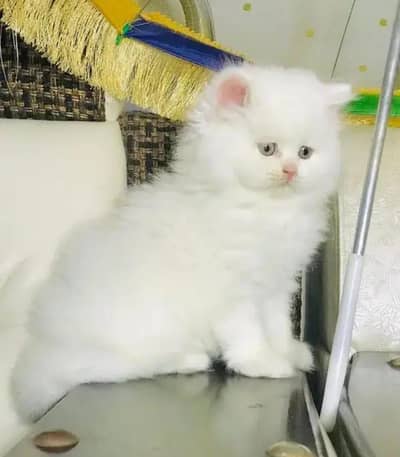 Persian cat for 2 month age vaccination ok
