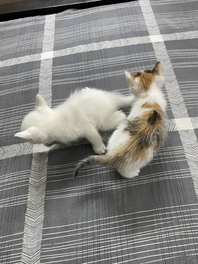 Kittens for Sale
