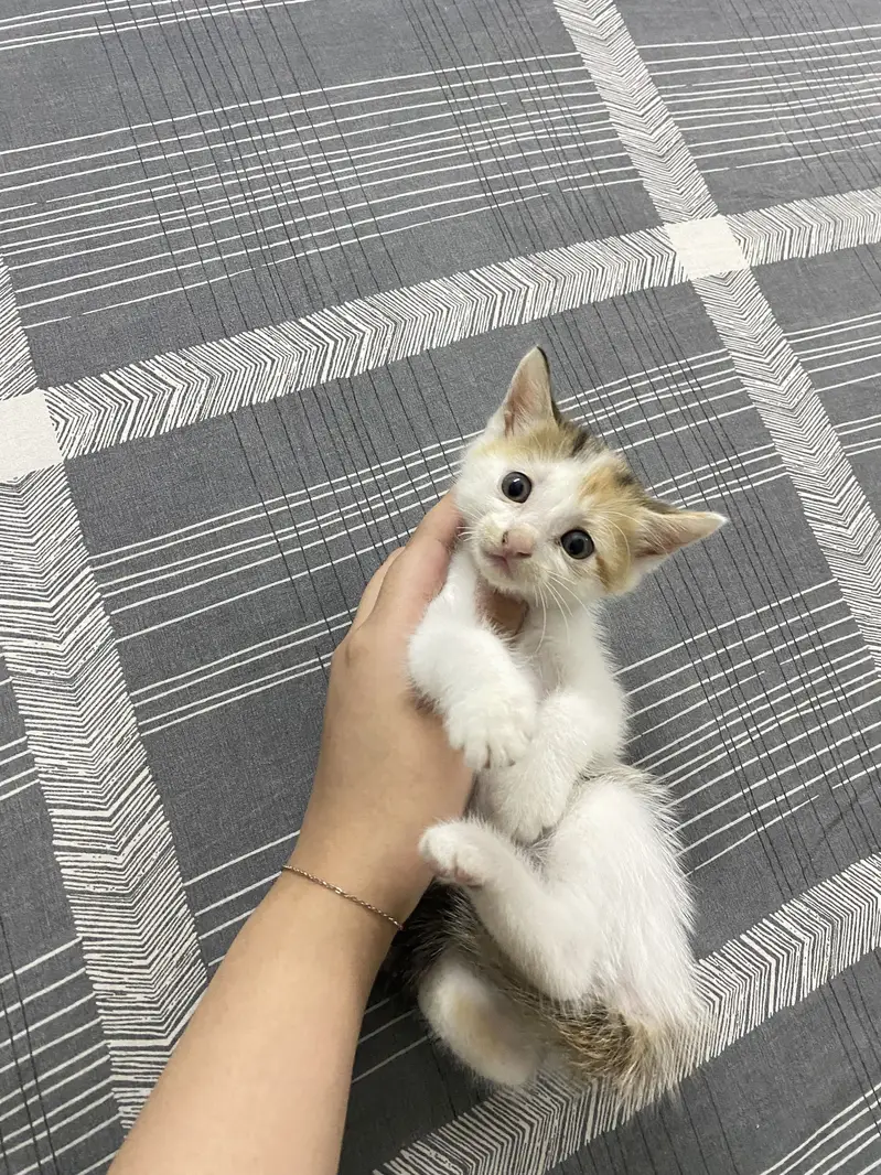 Kittens for Sale — photo 2