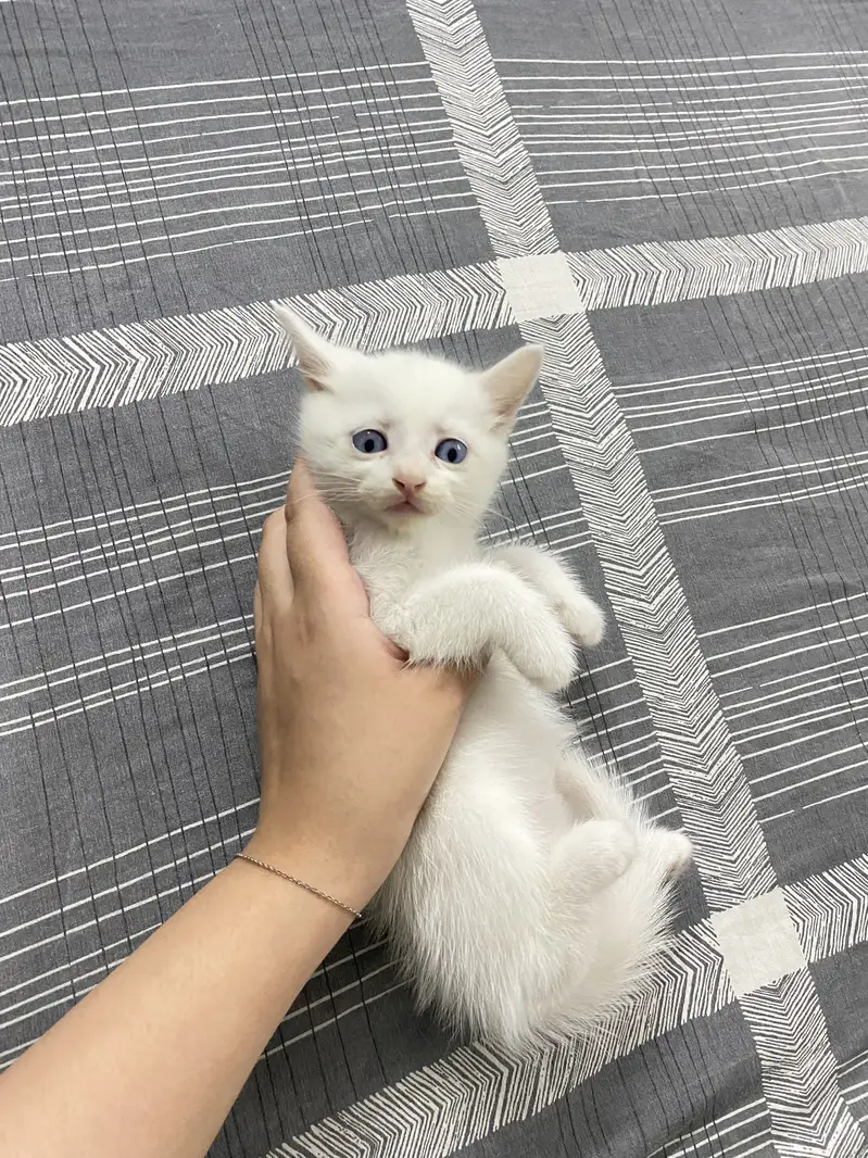 Kittens for Sale — photo 3