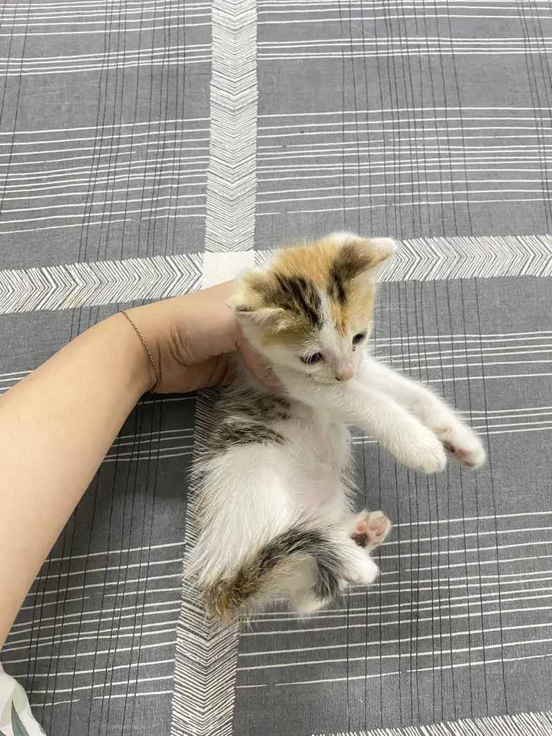 Kittens for Sale — photo 4