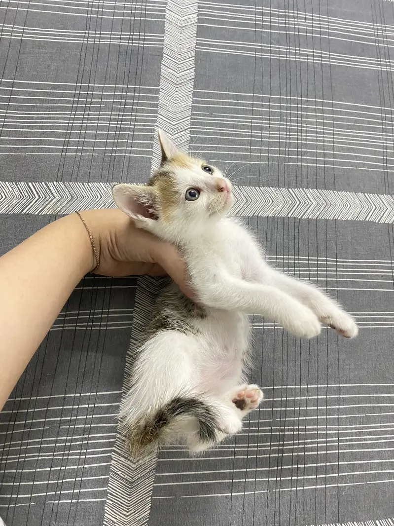 Kittens for Sale — photo 5