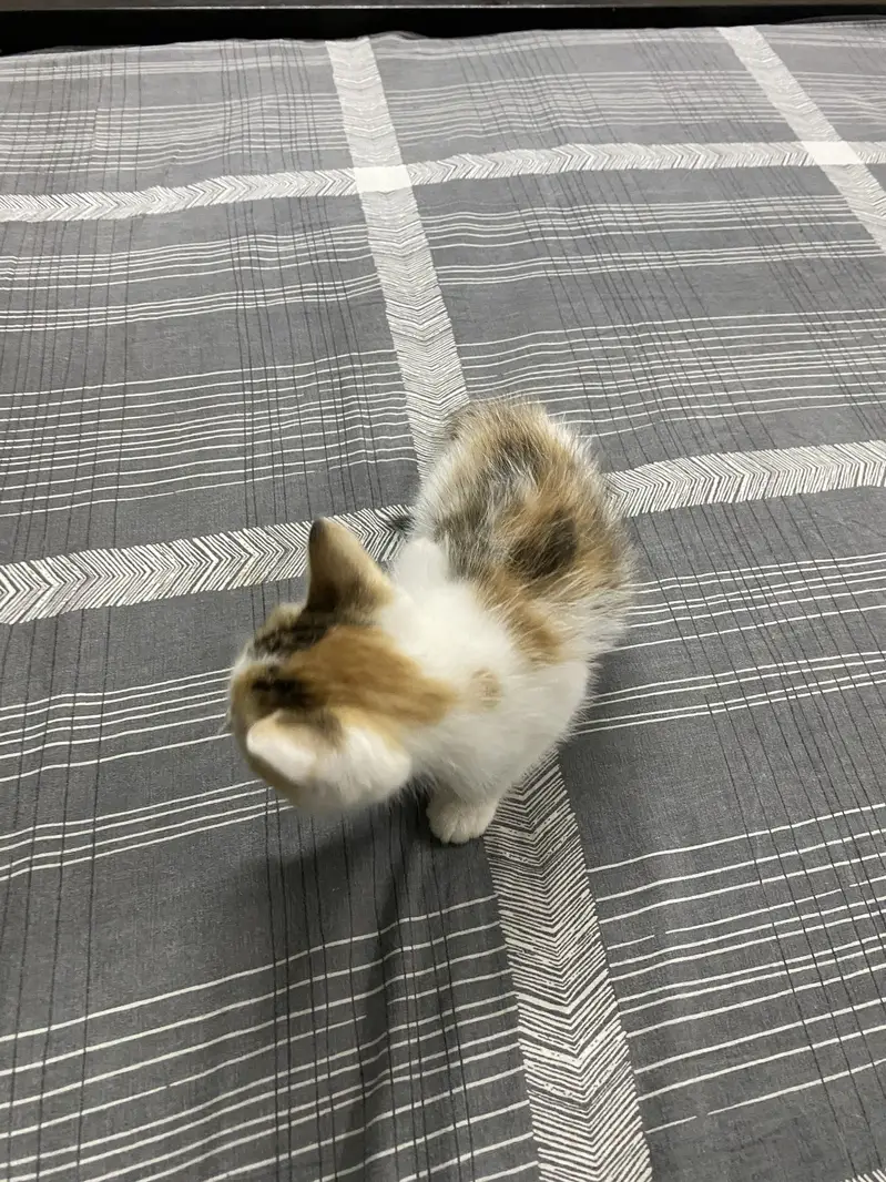Kittens for Sale — photo 6