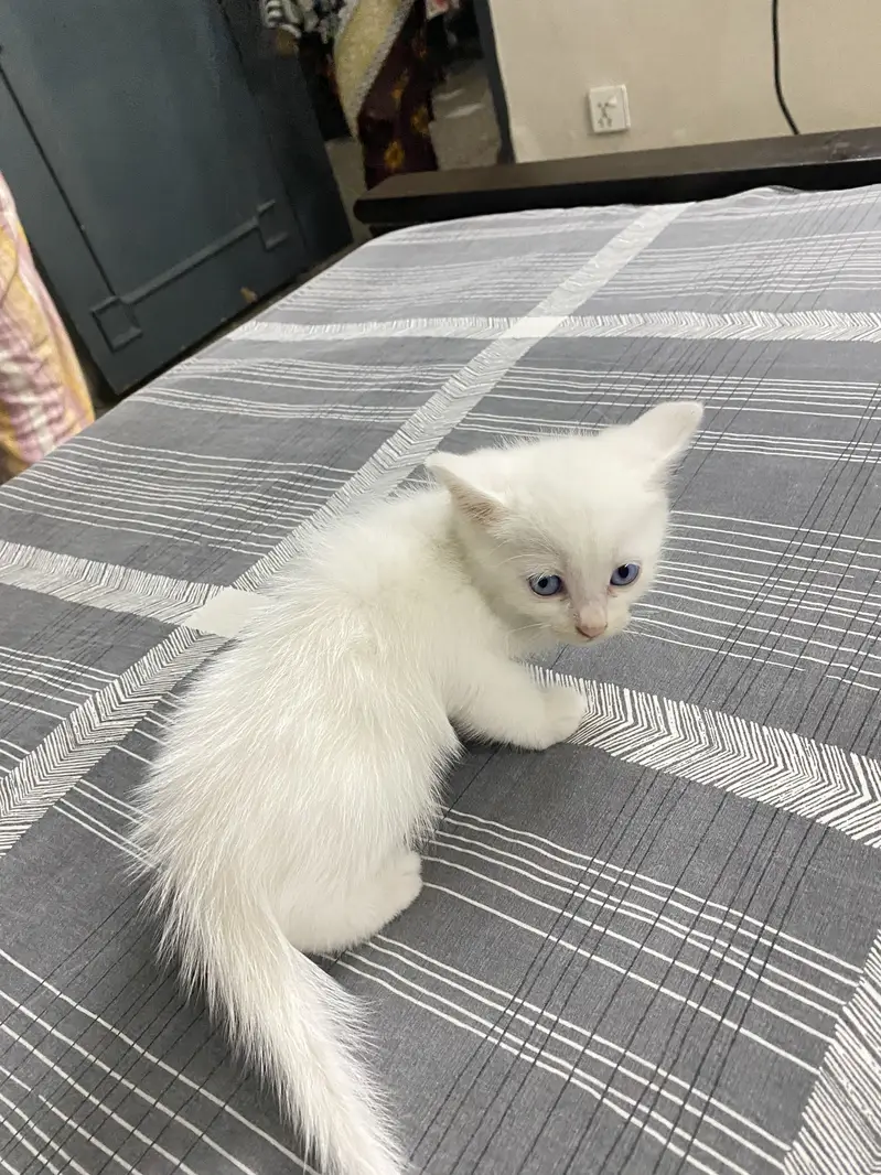 Kittens for Sale — photo 7