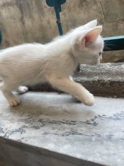 kitten for sale