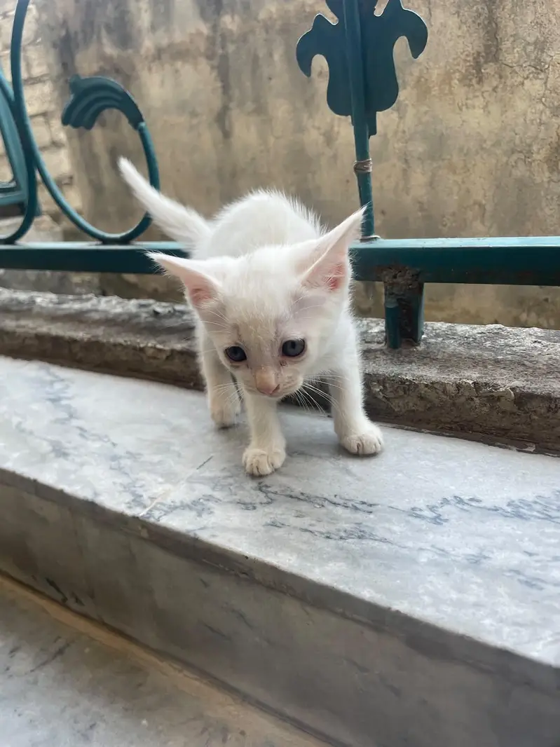 kitten for sale — photo 2