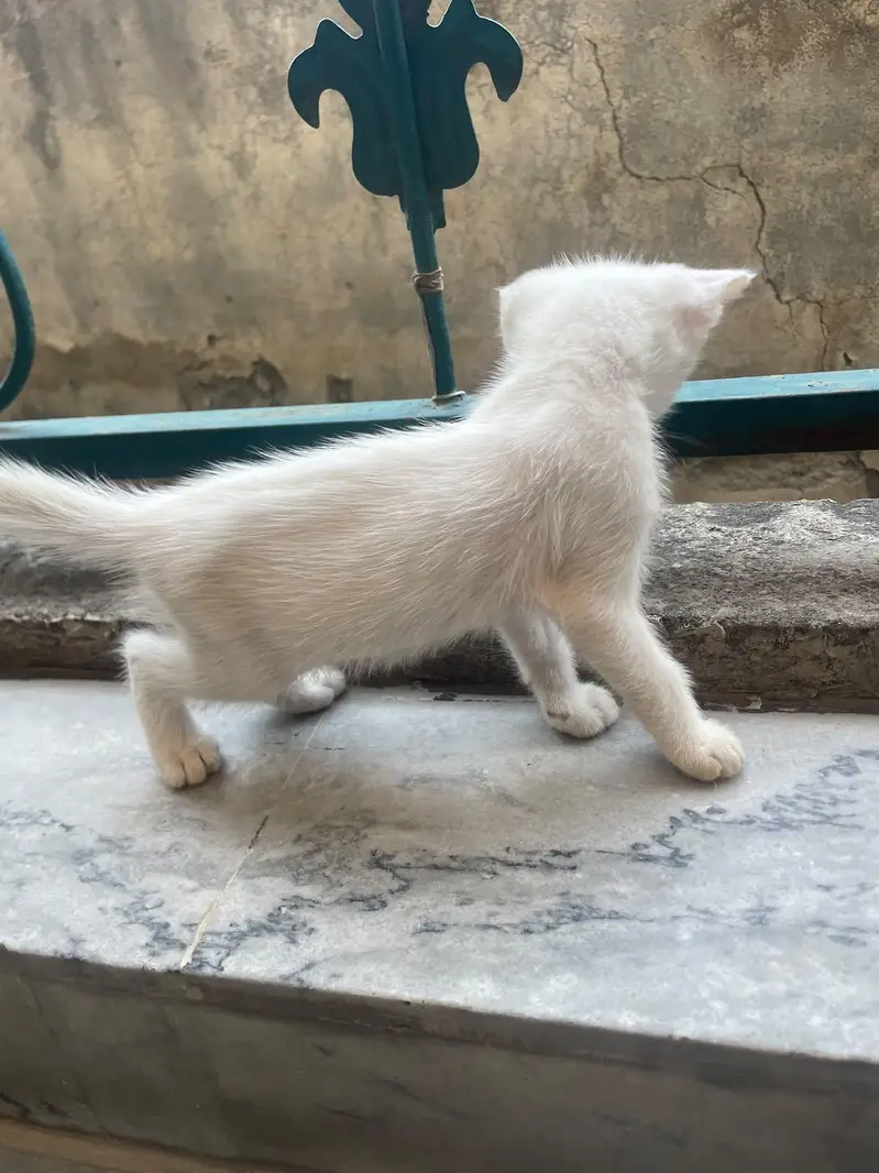 kitten for sale — photo 3