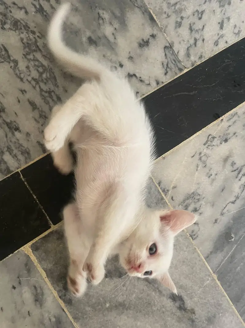 kitten for sale — photo 4