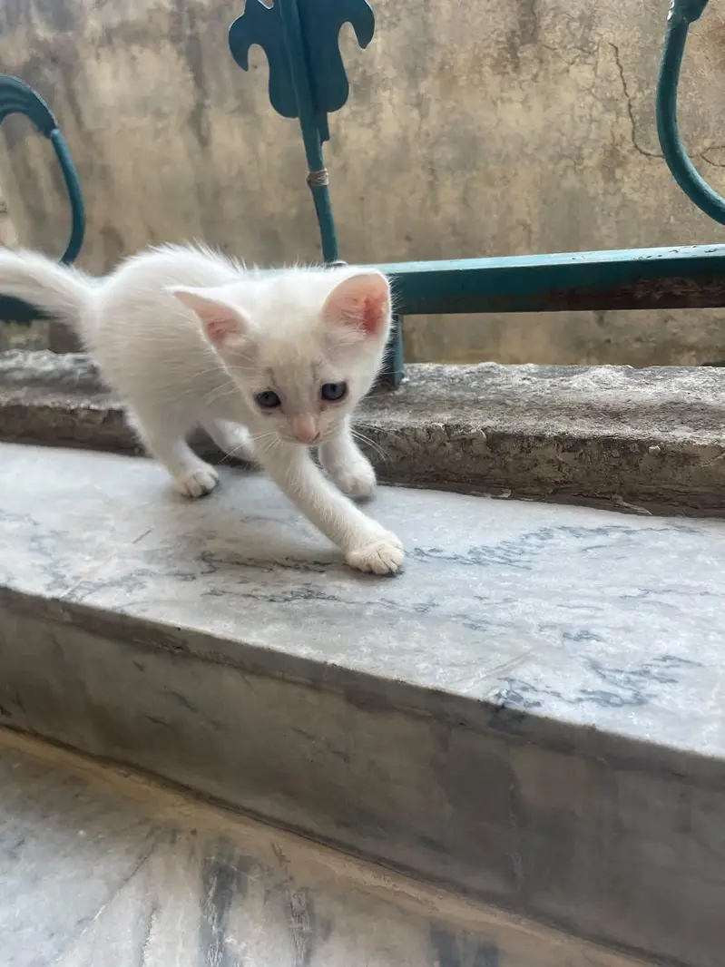 kitten for sale — photo 7