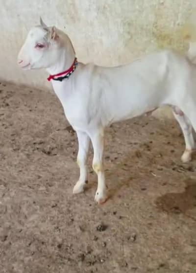 barbra teeda male 03150007238