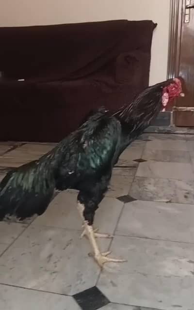 japani pakoya male jet black for sale