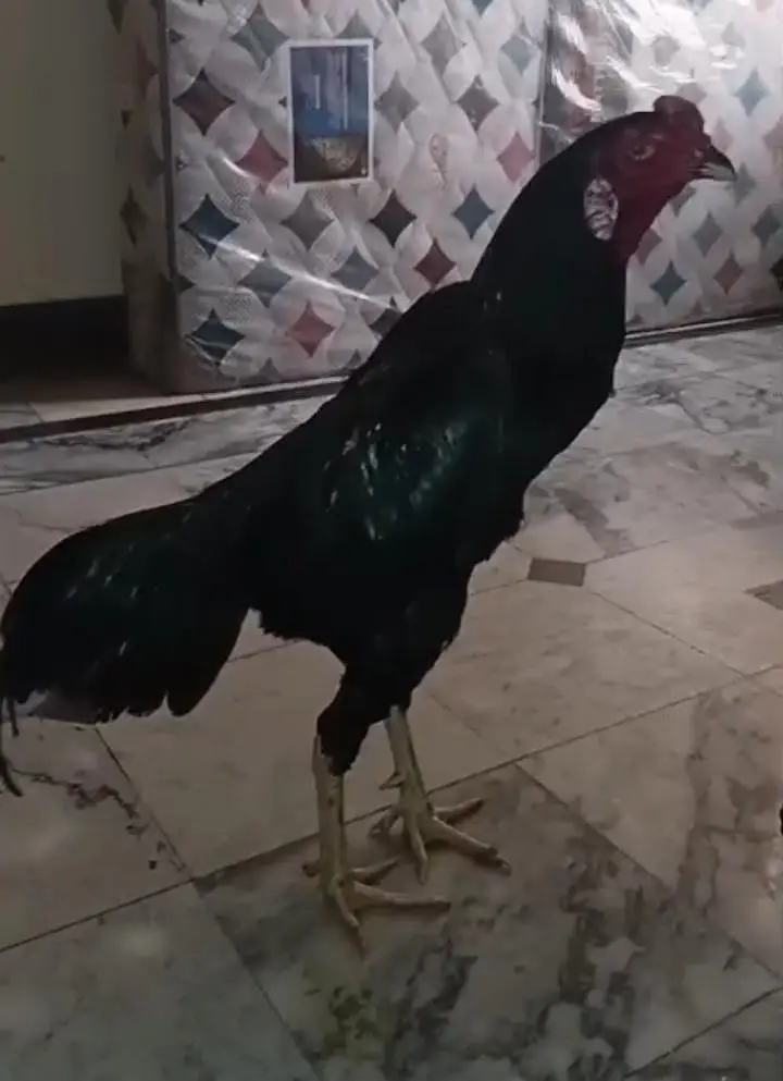 japani pakoya male jet black for sale — photo 2