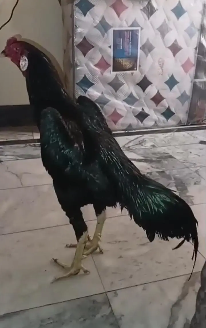 japani pakoya male jet black for sale — photo 3