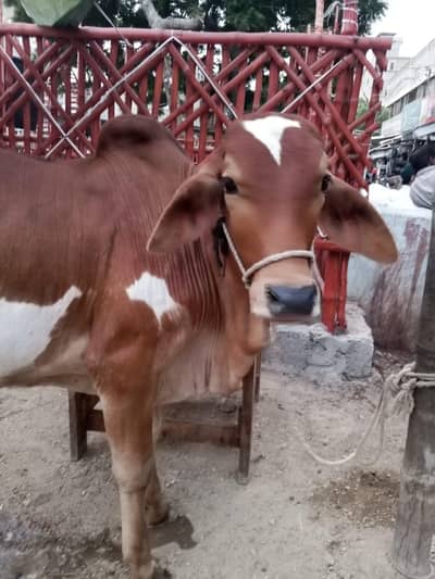 Desi Bachra