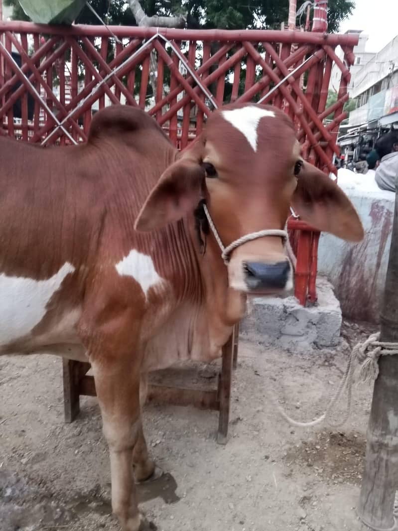 Desi Bachra 0