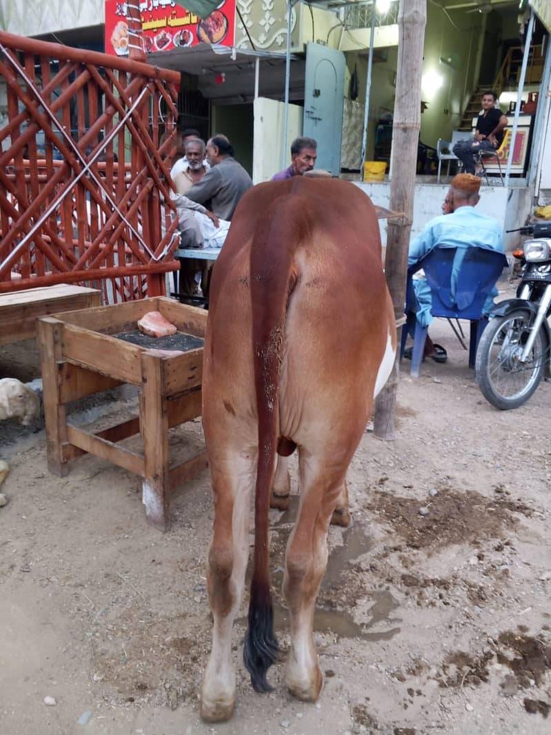 Desi Bachra 1