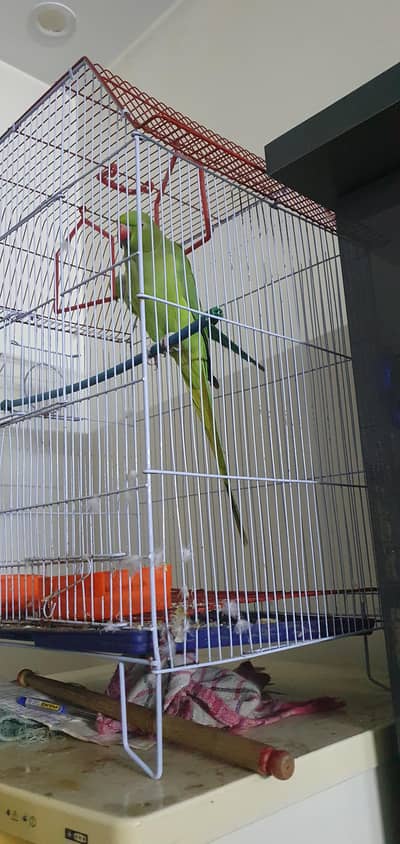 Green parrot ka pair