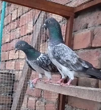 High Flyer Breedar Birds