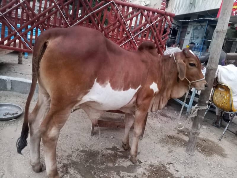 Desi Bachra 2