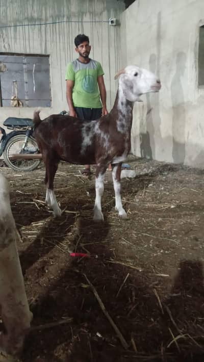 tapri bakri with 2.5 month female kid