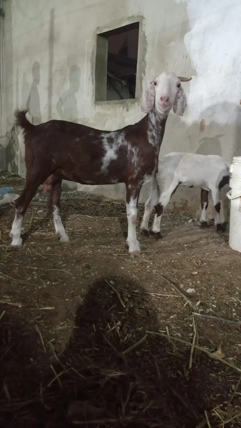 tapri bakri with 2.5 month female kid — photo 6