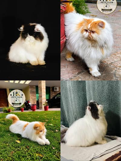 Cfa male cat for matting | peki male for stud