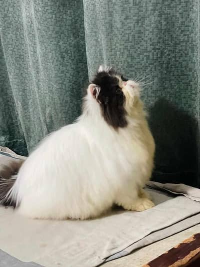 Cfa male cat for matting | peki male for stud