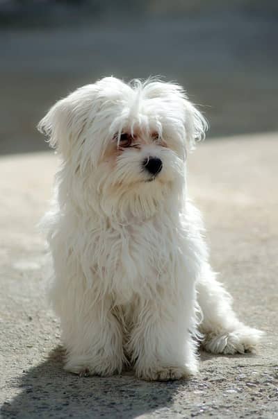 poodle