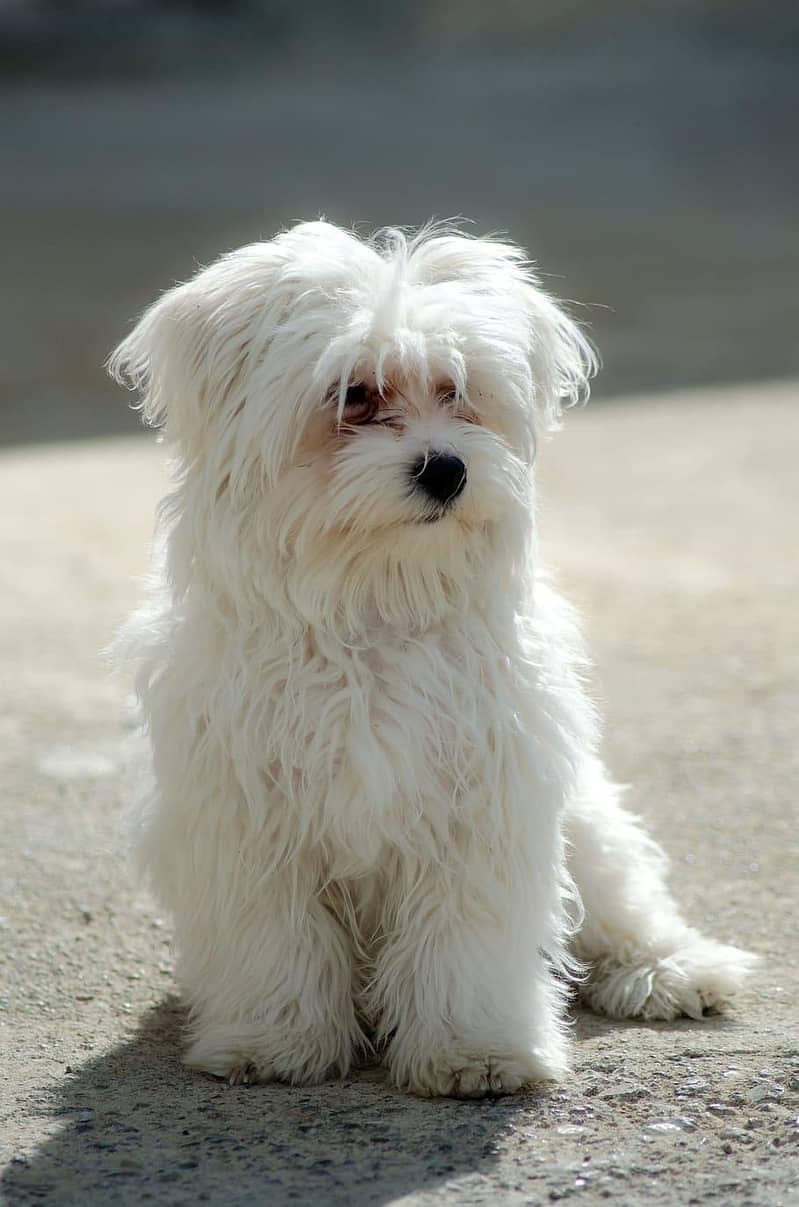 poodle 0