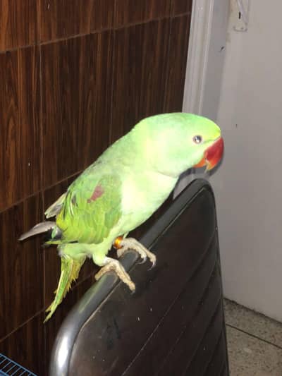 RAW PARROT