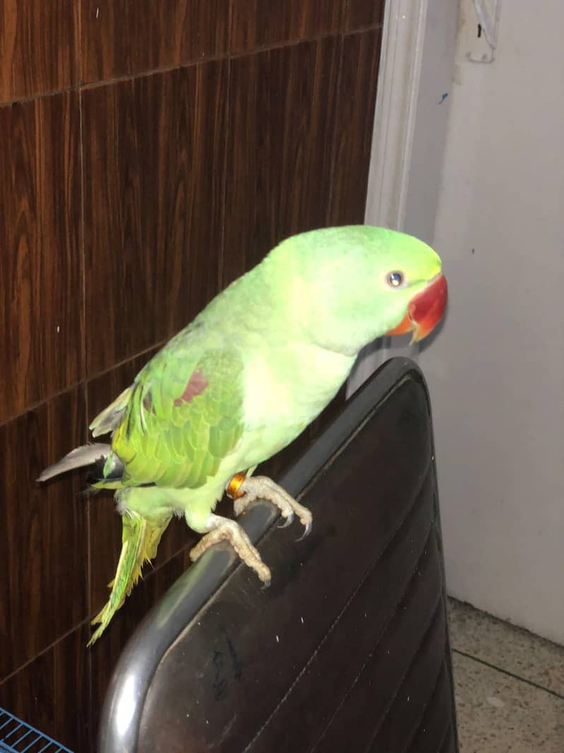 RAW PARROT 0