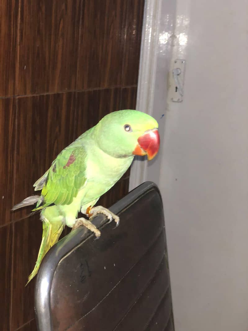 RAW PARROT 1