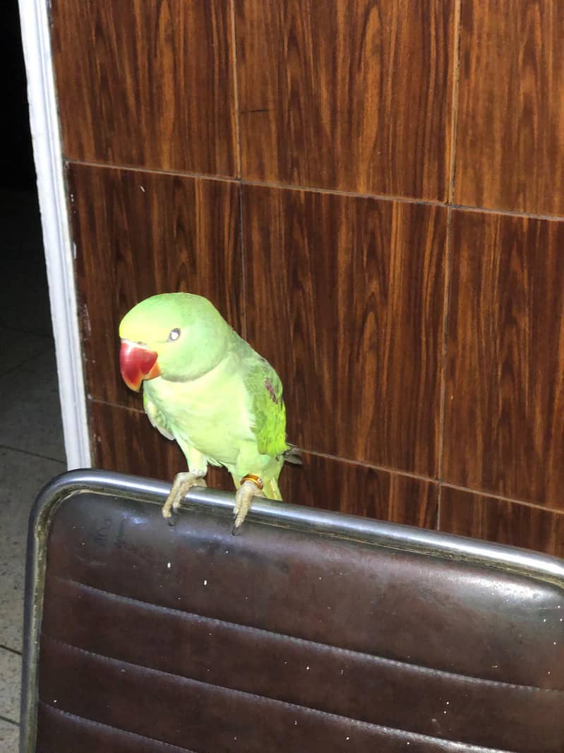 RAW PARROT 2