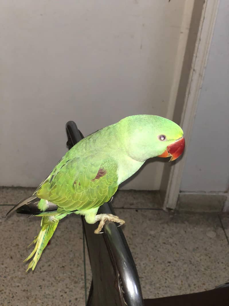 RAW PARROT 3