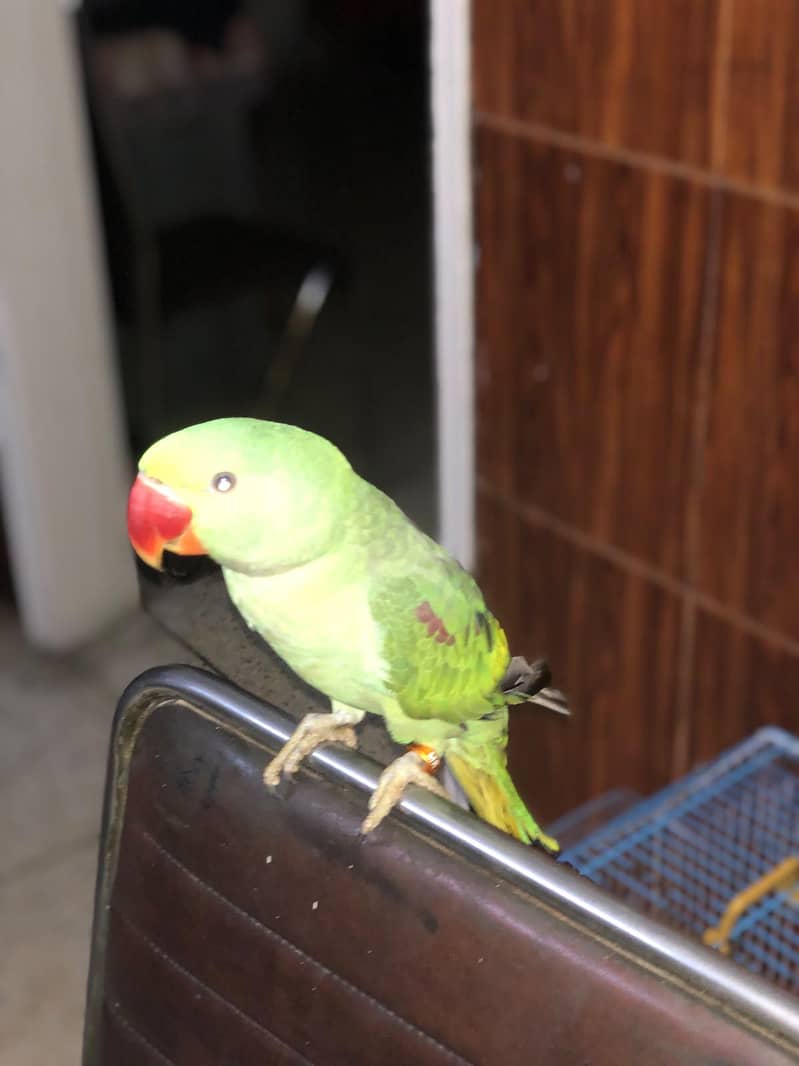 RAW PARROT 4