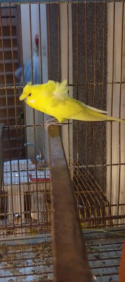 hogoromo nice Bird