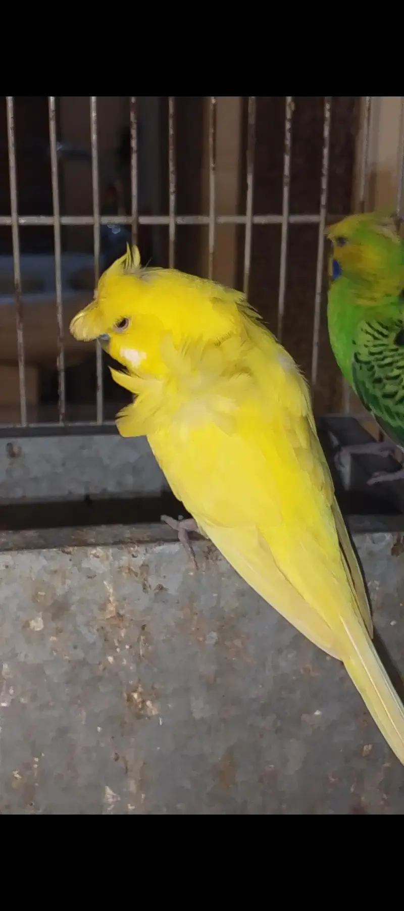 hogoromo nice Bird — photo 2
