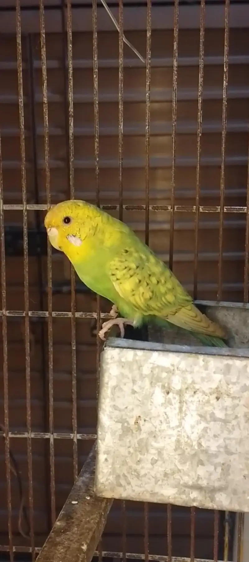 hogoromo nice Bird — photo 3