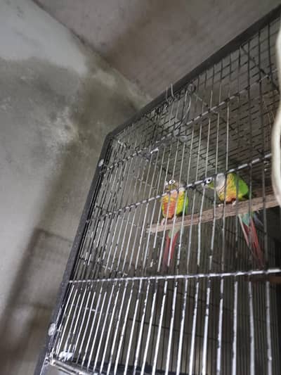 Green conure