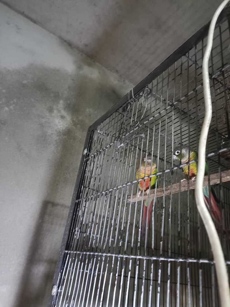 Green conure 1