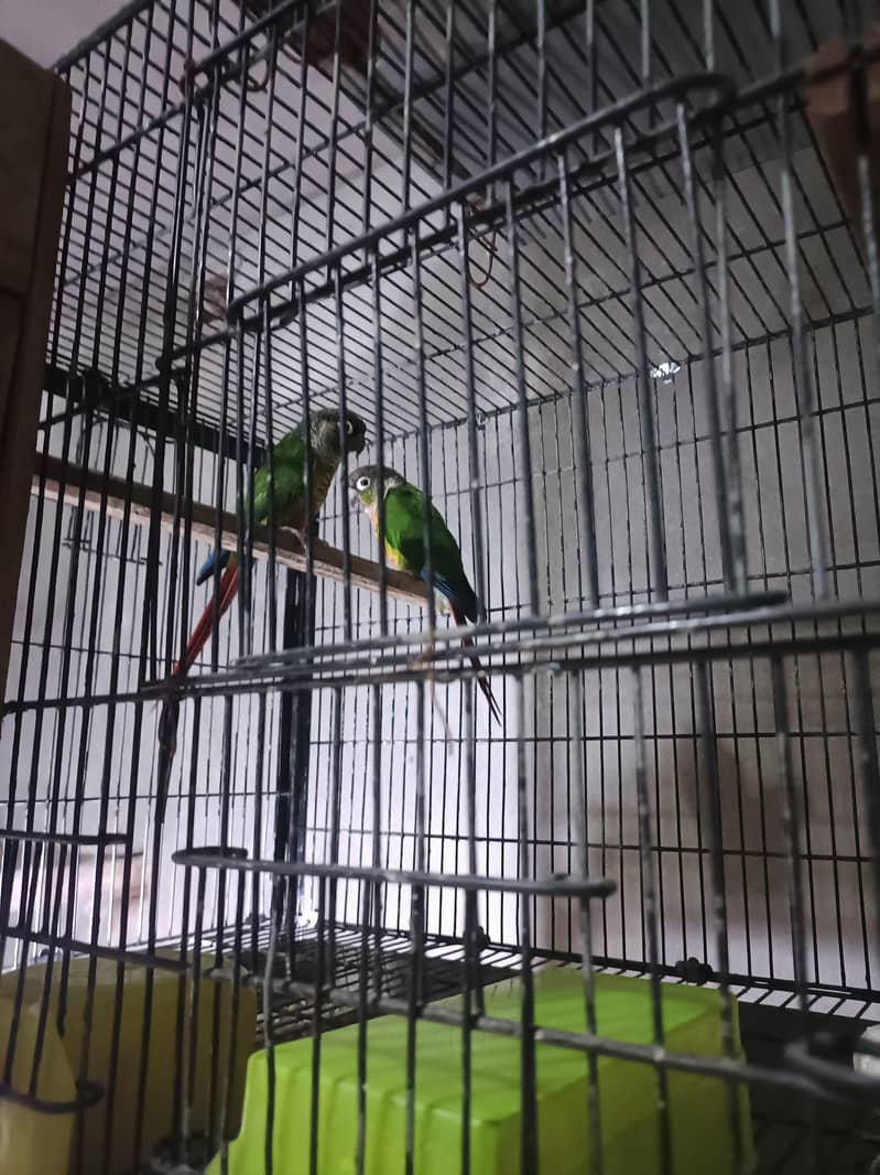 Green conure 2