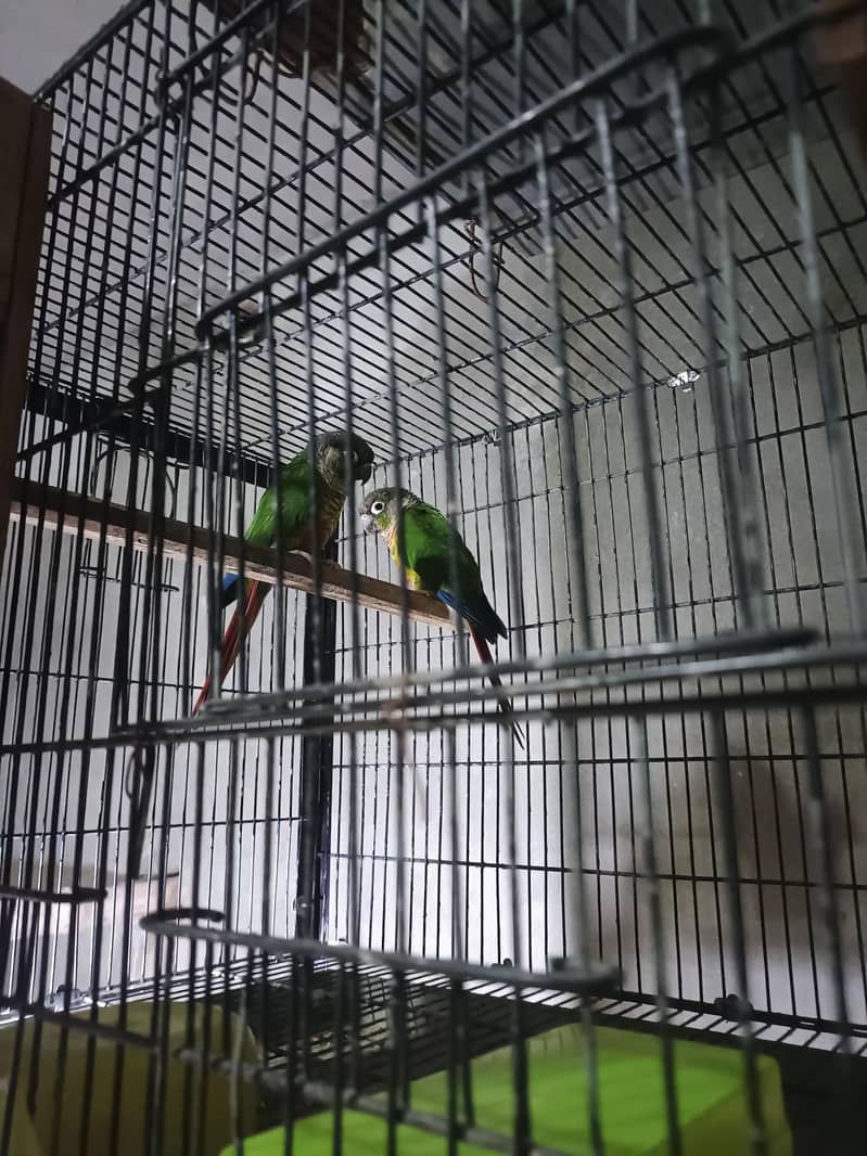 Green conure 3